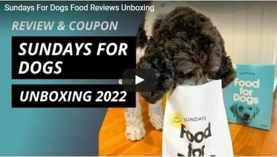 Sundays For Dogs Reviews Is it Worth It MealFinds